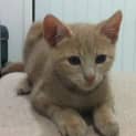 Photo of Rambo