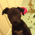Photo of Chicko