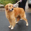 Photo of Flynn