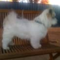 Photo of Bandit *On Trial In His New Home*