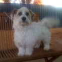 Photo of Bandit *On Trial In His New Home*