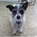 Photo of Stella ***Adoption In Progress**