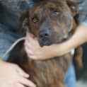 Photo of Bindi **Urgent Foster Carer Needed**