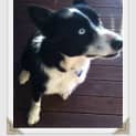 Photo of Jock