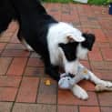 Photo of Bob Id 7419