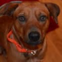 Photo of Honey