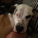 Photo of Archie