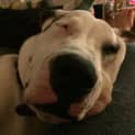 Photo of Archie