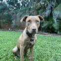Photo of Rusty