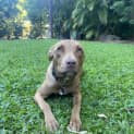 Photo of Rusty