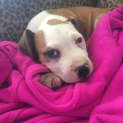 Photo of Marley ** A  Dear Pup **