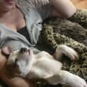 Photo of Marley ** A  Dear Pup **