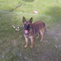 Photo of Boo