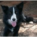 Photo of Niles **Adoption In Progress**