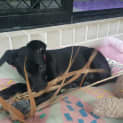Photo of Opal