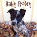 Photo of Roxy (On Trial)