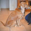 Photo of Jordi *On Trial In His New Home*