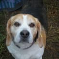 Photo of Lucky