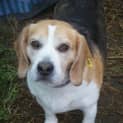 Photo of Lucky
