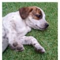 Photo of Pearl ** A Divine Pup **