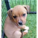 Photo of Opal ** A Divine Pup **