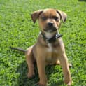 Photo of Baxter ** Our Best Pup ** 