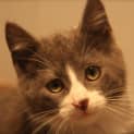 Photo of Flynn (On Trial In My New Home)