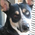 Photo of Skye