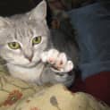 Photo of Flossie Id 7458