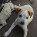 Photo of Apollo