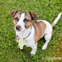 Photo of Wright  Adopted