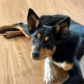 Photo of Molly