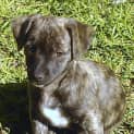 Photo of Mocha (On Trial)