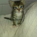 Photo of Rockette