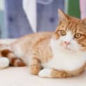 Photo of Jazz