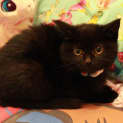 Photo of Freddy *Adoption Pending*