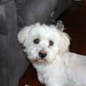 Photo of Brody