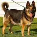 Photo of Molly On Hold Pending Adoption