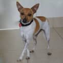 Photo of Rockie