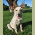 Photo of Minder