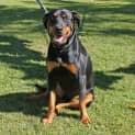 Photo of Roxy