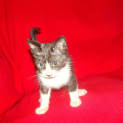 Photo of Armani