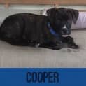 Photo of Cooper