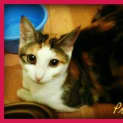 Photo of Primrose