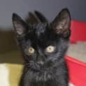 Photo of Jesse (Nc074)