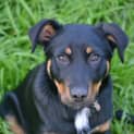 Photo of Arthur * Adopted *