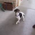 Photo of Ossie
