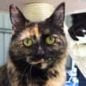 Photo of Tosca