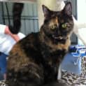 Photo of Tosca