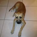 Photo of Nala